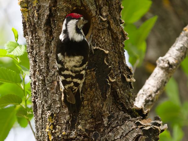 <h3><a href="/trips/extramadura/biota/animalia/chordata/aves/039 piciformes/009 picidae/dendrocopos minor/dendrocopos minor-nl.html">Dendrocopos&nbsp;minor</a> / Lesser&nbsp;spotted&nbsp;woodpecker / Kleine&nbsp;bonte&nbsp;specht</h3>OM-1 Mark II met OLYMPUS M.150-400mm F4.5, 1/2000 sec  bij F4.5, ISO 1600, afstand 12.3&nbsp;m